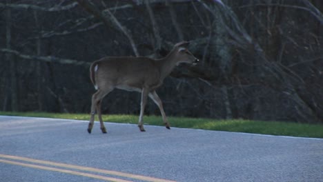 Whitetailed-Deer-Staying-Alert-In-The-Shadows-Near-A-Splitrail-Fence