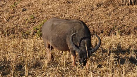 a huge individual grazing on dry grass while moving to the right, carabaos grazing, water buffalo, bubalus bubalis, thailand