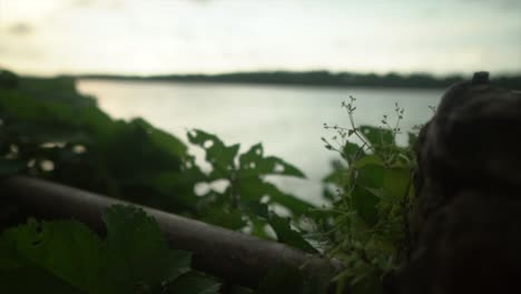 green leaves moving in the wind with the ocean coastline in the background, on a cloudy evening