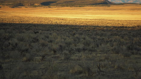 a herd of deer walk through a meadow