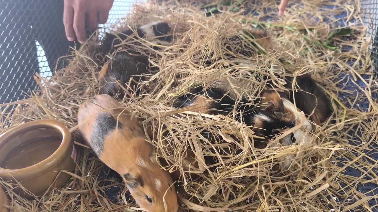Um grupo de porquinhos-da-índia adoráveis relaxa dentro de uma aconchegante gaiola para animais de estimação. Eles interagem suavemente uns com os outros. Esta cena encantadora captura roedores domésticos em um habitat interno limpo.