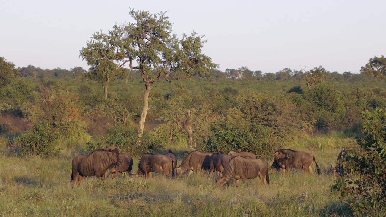 Manada de Gnus Africanos (búfalos-azuis) pastam em prado dourado no Kruger