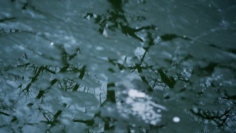 reflection of trees in dark water