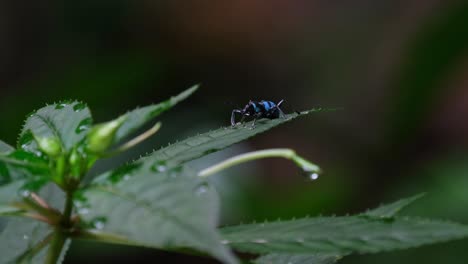 glows as the wind blows the shadow of the leaves away, weevil metapocyrtus lindabonus schultze, philippines