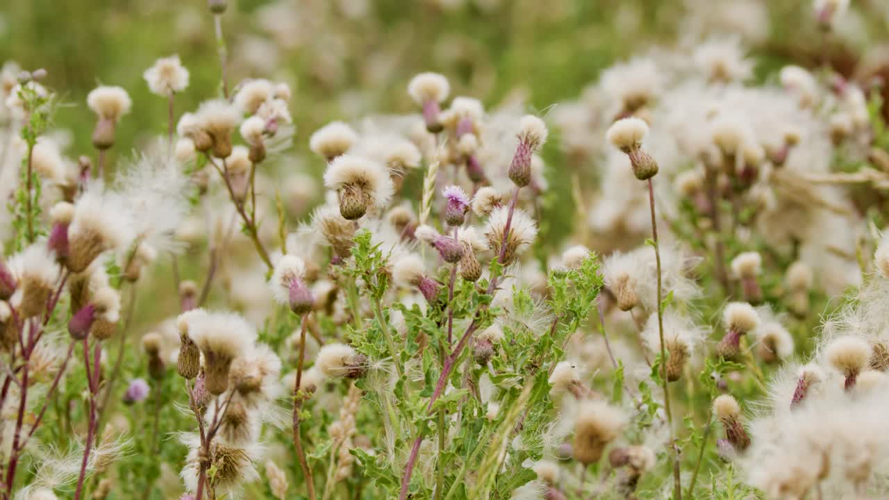 Thistle wildflowers sway gently in a sunlit Scottish field, seeds drifting on the breeze. Soft natural lighting, shallow depth of field, subtle camera movement