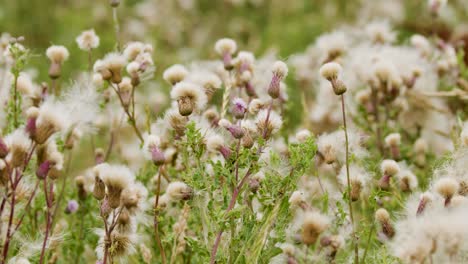 thistle wildflowers sway gently in a sunlit scottish field, seeds drifting on the breeze. soft natural lighting, shallow depth of field, subtle camera movement