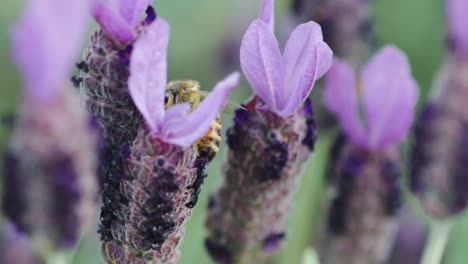 a pennsylvania honey bee pollinates purple lavender.  shot on a 100mm macro, 4k 23.98fps with lush green background.  there is tons of depth of field to separate him from the rest of the garden.