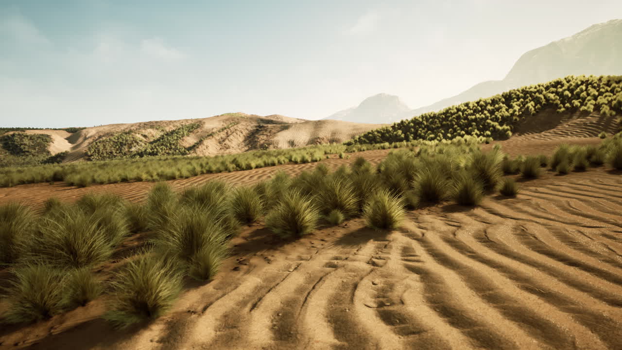 砂丘と草の砂漠の風景