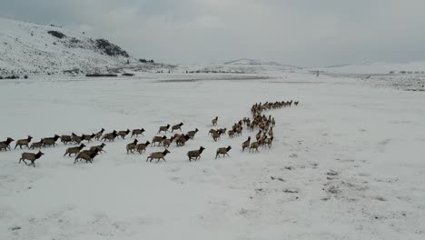 a low-flying 4k drone shot of a massive herd of elk, running together as a group over the plains of grand teton national park, just north of jackson, wyoming