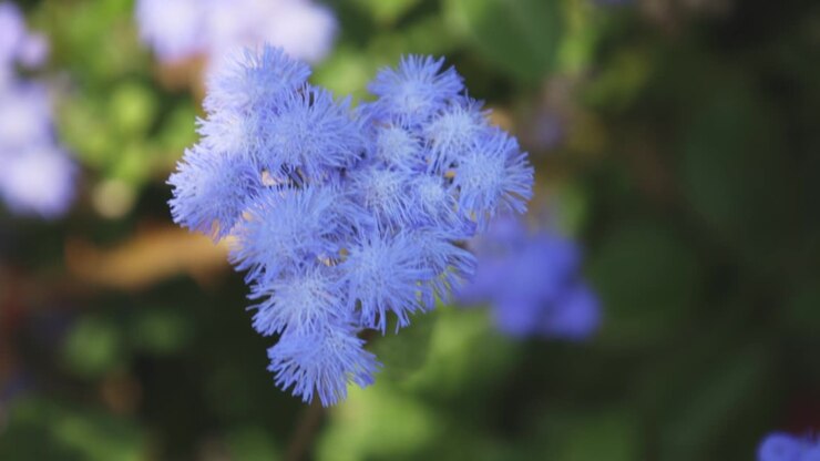 Fiori mossi dal vento estivo.