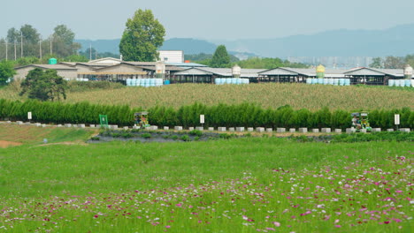 anseong farmland - families ride electric four-wheel bicycles sightseeing around grassy blooming cosmos flower fields in summer - elevated scenic landscape