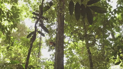 orangután salvaje en la jungla de borneo