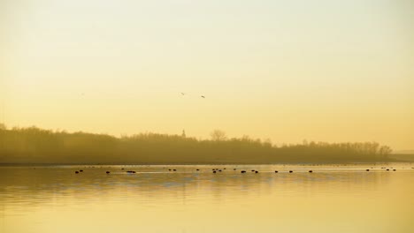 Birds-flying-above-a-tranquil-lake-during-a-yellow-foggy-sunset