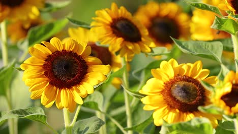 sunflowers with bees in a vibrant park