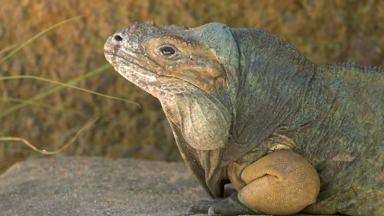 Un'iguana rinoceronte siede immobile su una roccia sotto una luce solare naturale e soffusa durante il giorno.