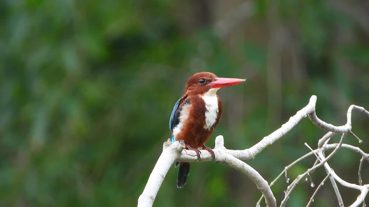 martín pescador uhd mp4 4k video
