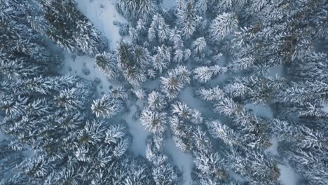 Vorwärtsflug-über-Einen-Wald