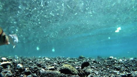 Convict-surgeonfish-swimming-against-the-current,-underwater-in-Hawaii