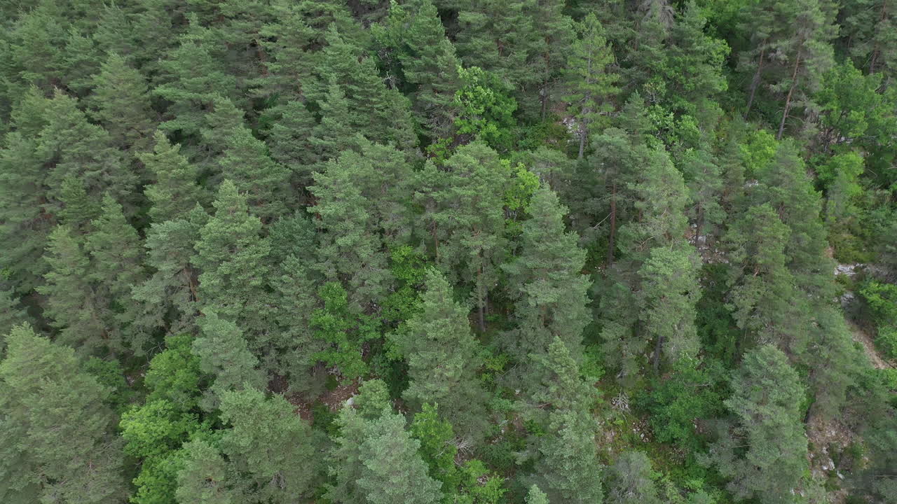 Coniferous forest pine trees aerial shot France