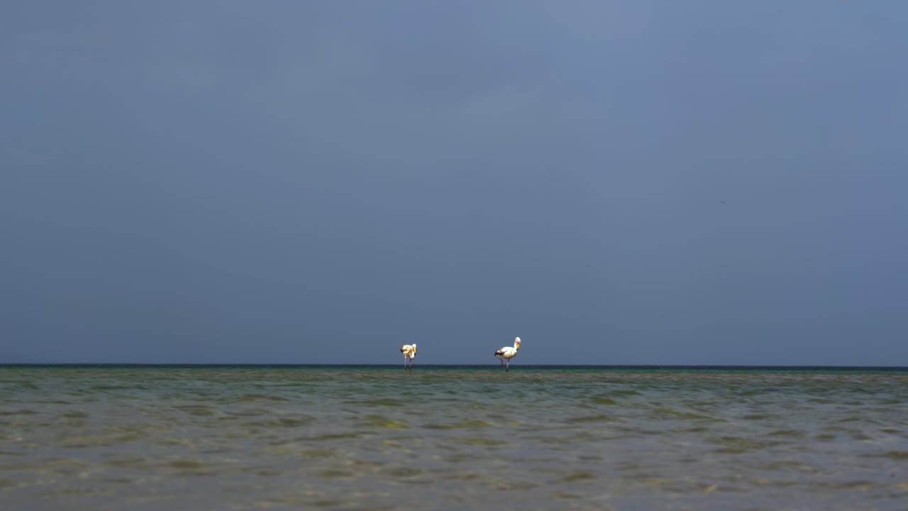 플라밍고 부부는 얕은 물 위에 서서 포그라덱에서 음식을 찾고 있습니다.