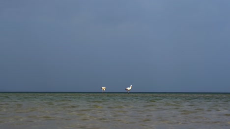 Flamingo-couple-on-lake-horizon-standing-over-shallow-water,-seeking-for-food-in-Pogradec