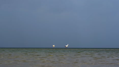 Pareja-De-Flamencos-En-El-Horizonte-Del-Lago-De-Pie-Sobre-Aguas-Poco-Profundas,-Buscando-Comida-En-Pogradec