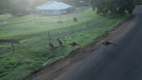 Familia-De-Canguros-Australianos-Saltando-Y-Cruzando-Caminos-Rurales-En-Australia