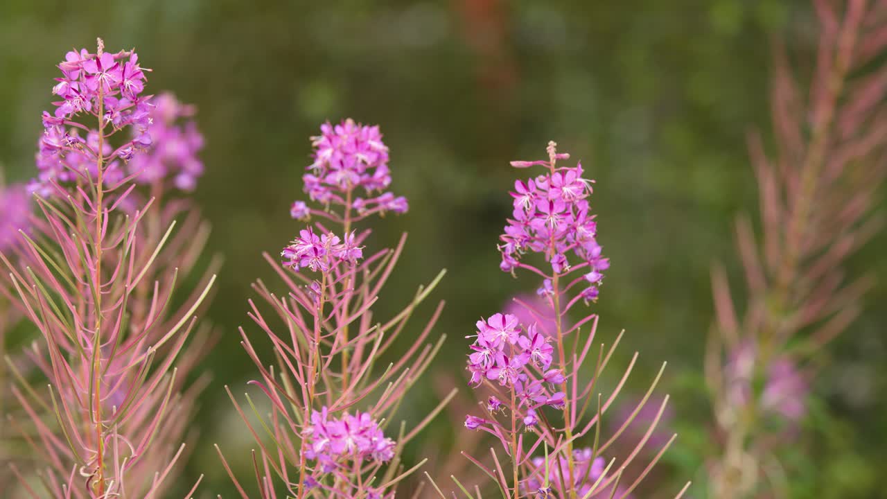 Close-up of pink wildflowers gently moving in daylight, shallow depth, natural Scottish Highlands meadow