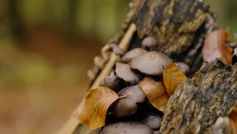 close-up shot of brown mushroom growing on aweathered, decaying log covered with fallen autumn leaves, capturing intricate details of forest decay and life. natural textures and earthy tones.