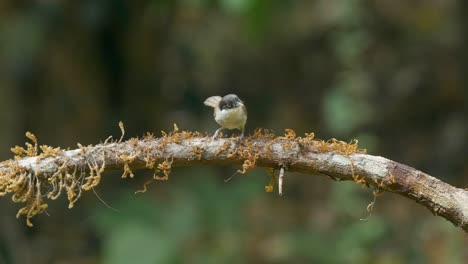 dark fronted babbler pair , very small babbler specie birds dancing on a branch with moss inspecting the ground to decide when to land , found in dandeli , karnataka, india during summer