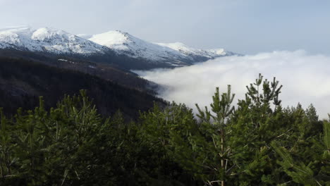 Aerial-view-of-beautiful-conifer-mountainside-forest-slopes-covered-in-floating-clouds-snow-covered-mountain-peak-at-the-distance-winter-sunny-day