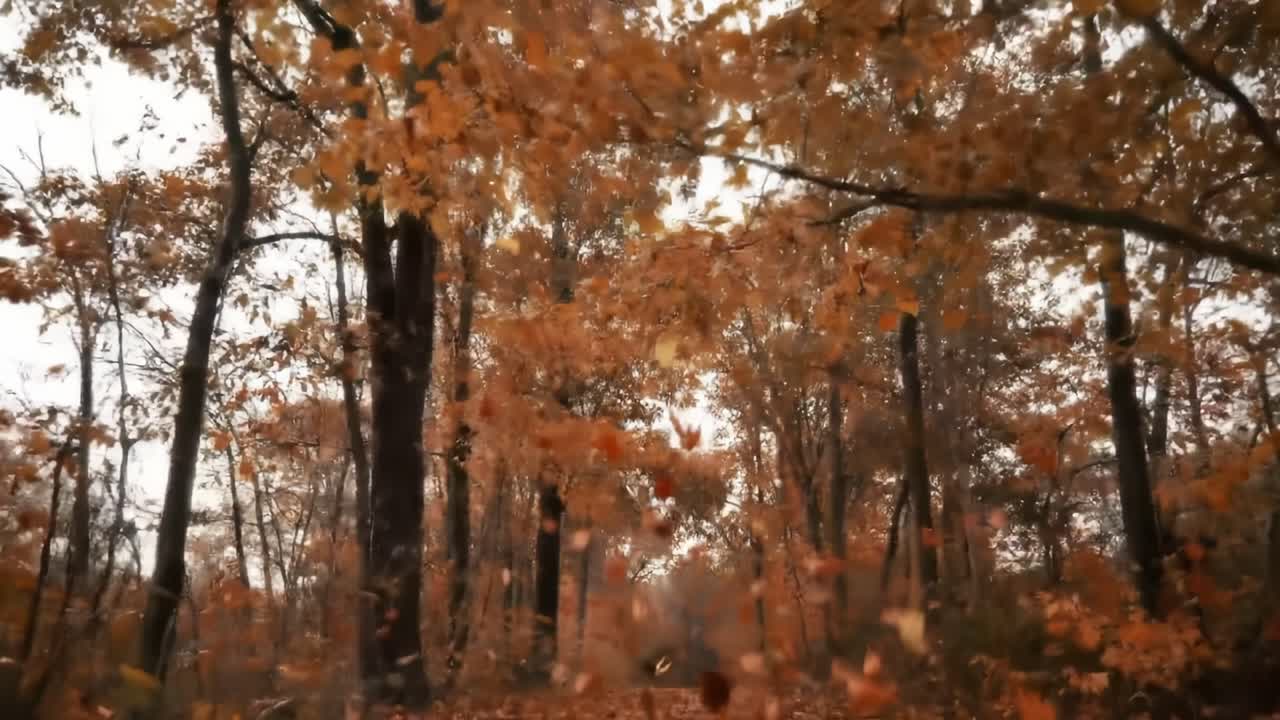 A Serene Journey Through Autumn's Embrace: Exploring the Golden-Hued Forest Path Interwoven with Fall Leaves and the Stillness of Nature