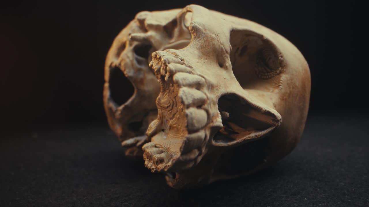 Detailed view of a skull model
