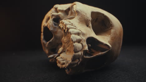 detailed view of a skull model