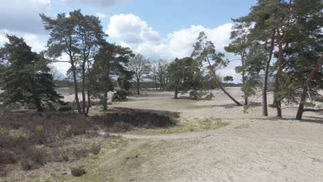 camera slowly moving between trees surrounded by beautiful sand dunes