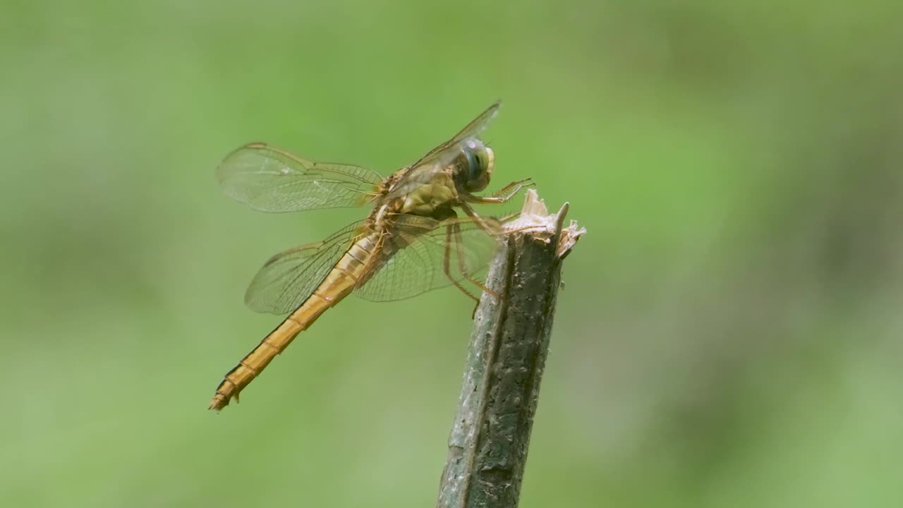 Close Up Of A Perched Dragonfly On A Twig