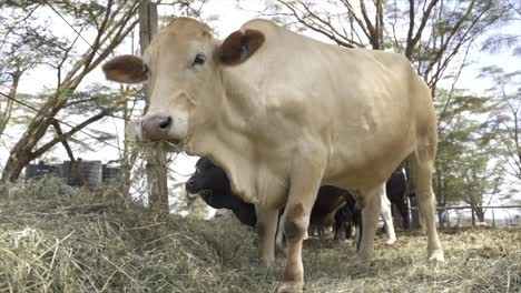 a close up of a bull grazing on grass