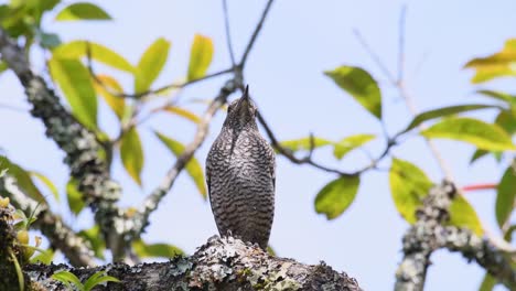 monticola solitarius, blue rock thrush