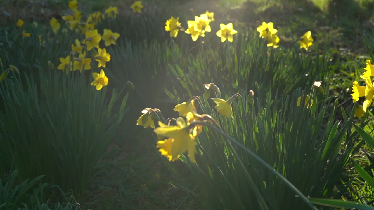 Slow pan of Daffodils in evening sunlight