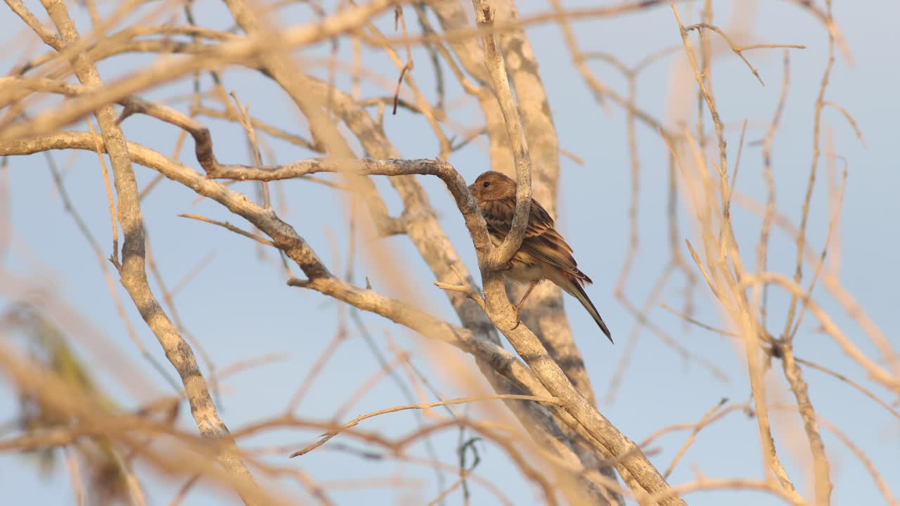 un canario atlántico en un arbusto en gran canaria