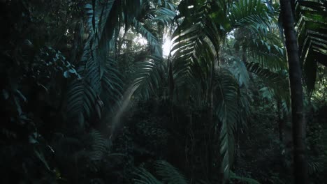 sun shines through the vegetation in a rainforest