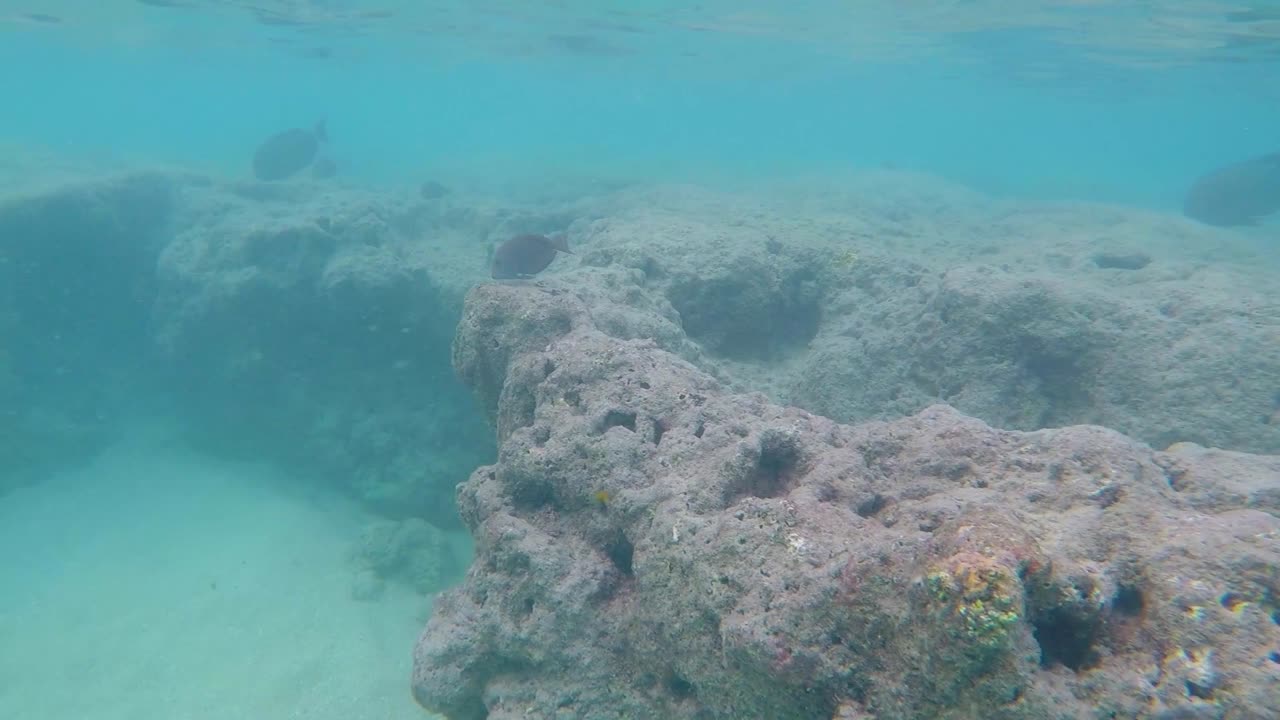 un arrecife de coral tropical repleto de peces de colores en el parque estatal de la bahía de hanauma, el principal destino de esnórquel y atracción turística de oahu
