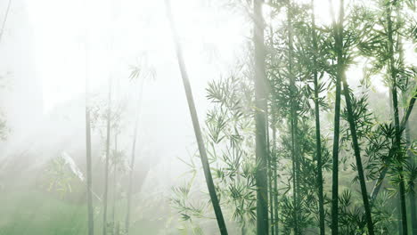 Fresh-nature-and-Greeny-tropical-bamboo-forest