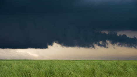 tall green grass slowly swaying in the wind under stormy skies
