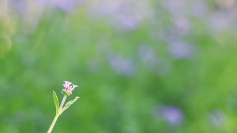 庭の紫色のヴェルベナの花