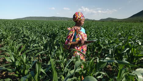 close-up. black african woman farmer in traditional clothing using a digital tablet monitoring a large corn crop. irrigation in background