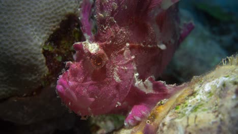 Wunderschöner-Drachenkopf-Mit-Rosa-Blättern,-Der-Mit-Krallenartigen-Flossen-An-Den-Korallen-Hängt