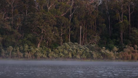 a close up shot of misty on a gippsland lake in the early morning with the australian bush in the background