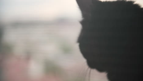 close up of a black cat sitting on a windowsill behind a curtain and staring at something 1