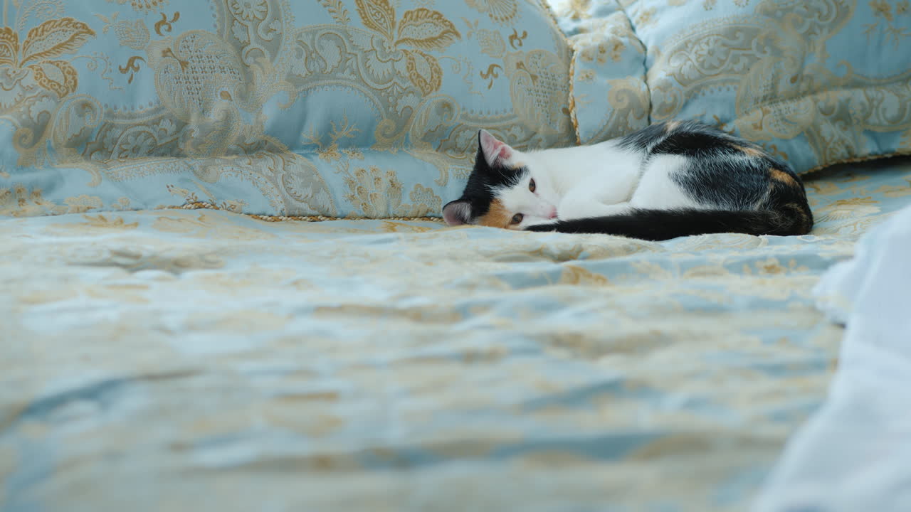 猫が横たわっているベッドに服が落ちる道路や旅行に行く